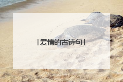 爱情的古诗句