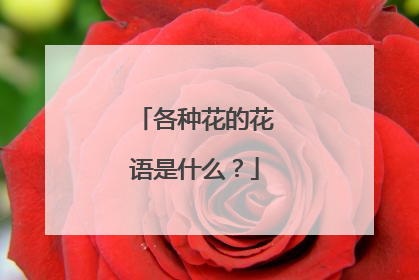 各种花的花语是什么？