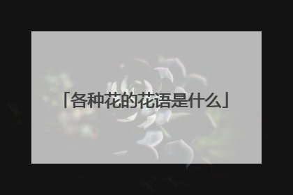 各种花的花语是什么