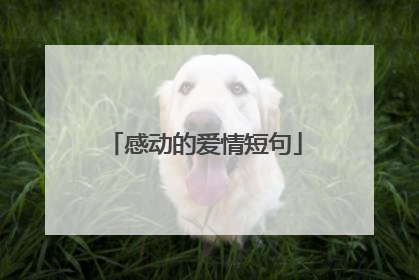 感动的爱情短句