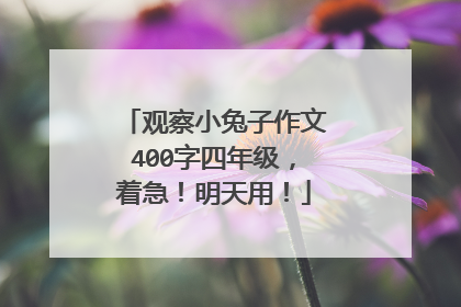 观察小兔子作文400字四年级，着急！明天用！