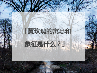 黄玫瑰的寓意和象征是什么？