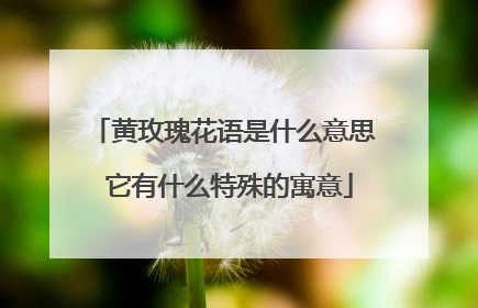 黄玫瑰花语是什么意思 它有什么特殊的寓意