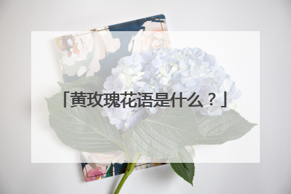 黄玫瑰花语是什么？