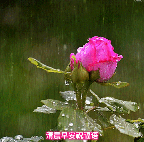 励志早安心语经典短句加图片带字说说