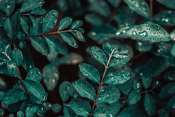 梦见细丝绵绵的梅雨什么意思 梦见细丝绵绵的梅雨预示什么