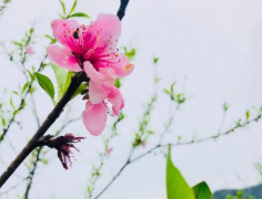 写春天的作文300字500字600字三年级