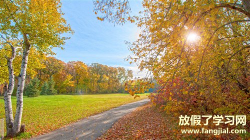 秋天树叶黄了的说说