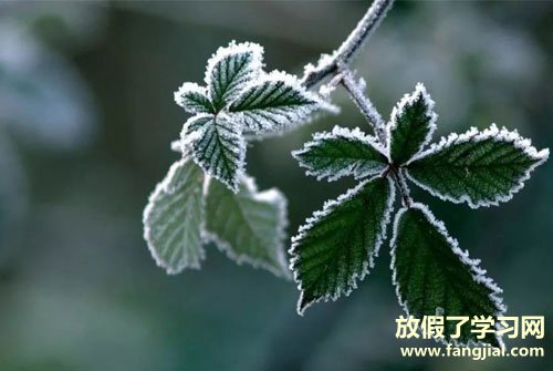 霜降的谚语-关于霜降的谚语或诗句	