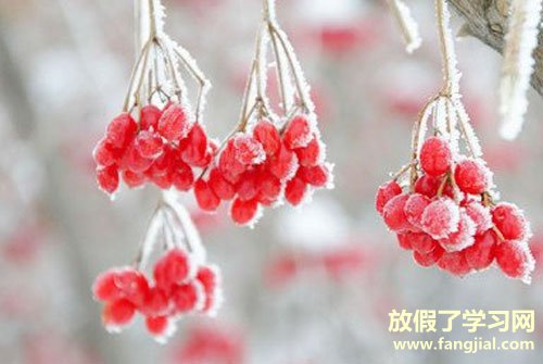 霜降谚语-霜降的谚语关于霜降节气农谚有哪些