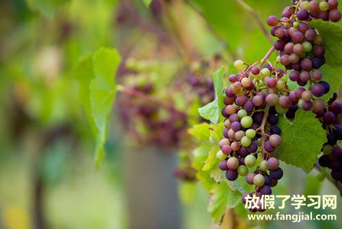 葡萄像什么比喻句-形容葡萄的比喻句